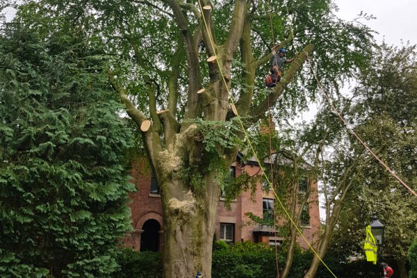 Dobells Professional Tree Care & Arboricultural Contractors | Tree Surgery & Arboriculture | Tree with branches removed