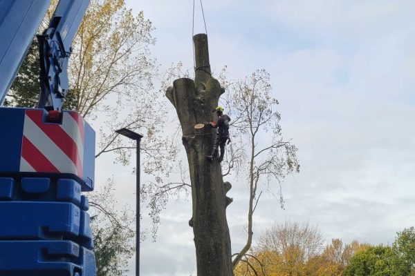 Dobells Professional Tree Care & Arboricultural Contractors | Forestry and Woodland Management | Crane suspending trunk