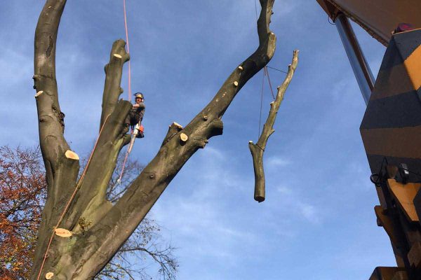 Dobells Professional Tree Care & Arboricultural Contractors | Forestry and Woodland Management | Large branch removal and man in tree