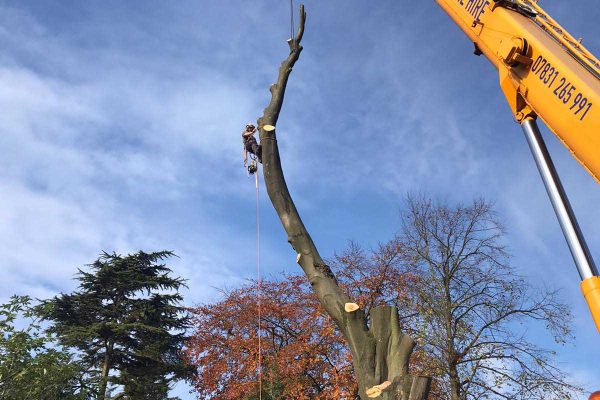 Dobells Professional Tree Care & Arboricultural Contractors | Forestry and Woodland Management | Man up very high in debranched tree