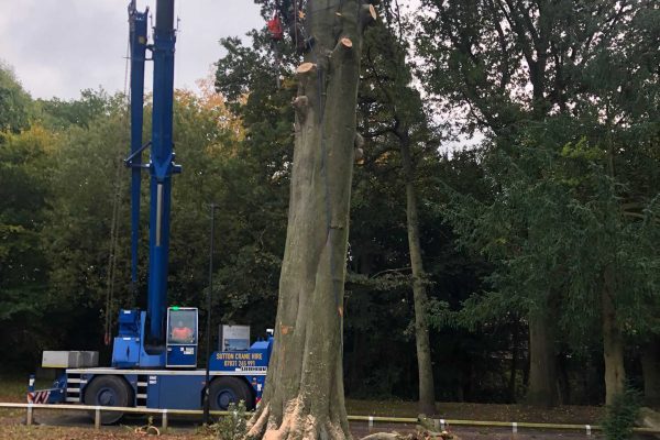 Dobells Professional Tree Care & Arboricultural Contractors | Forestry and Woodland Management | Man in tree