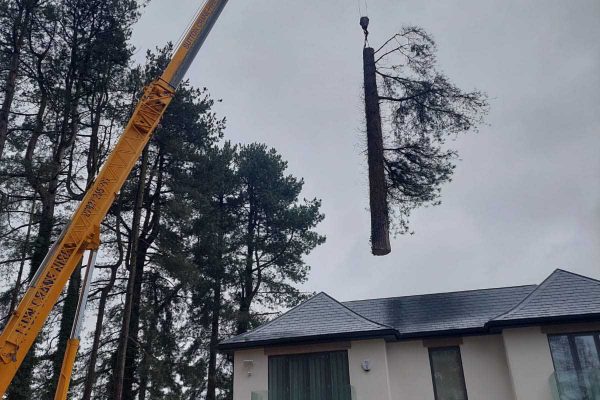 Dobells Professional Tree Care & Arboricultural Contractors | Forestry and Woodland Management | Crane hoisting a trunk