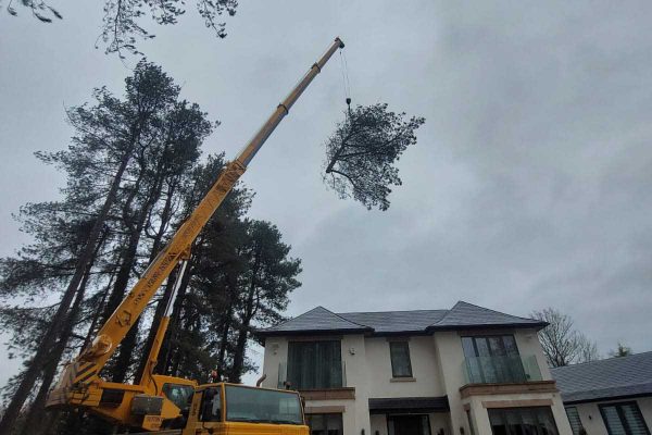 Dobells Professional Tree Care & Arboricultural Contractors | Forestry and Woodland Management | Crane hoisting tree top