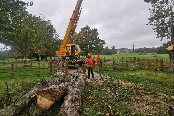 Dobells Professional Tree Care & Arboricultural Contractors | Forestry and Woodland Management | Worker by crane and trunk